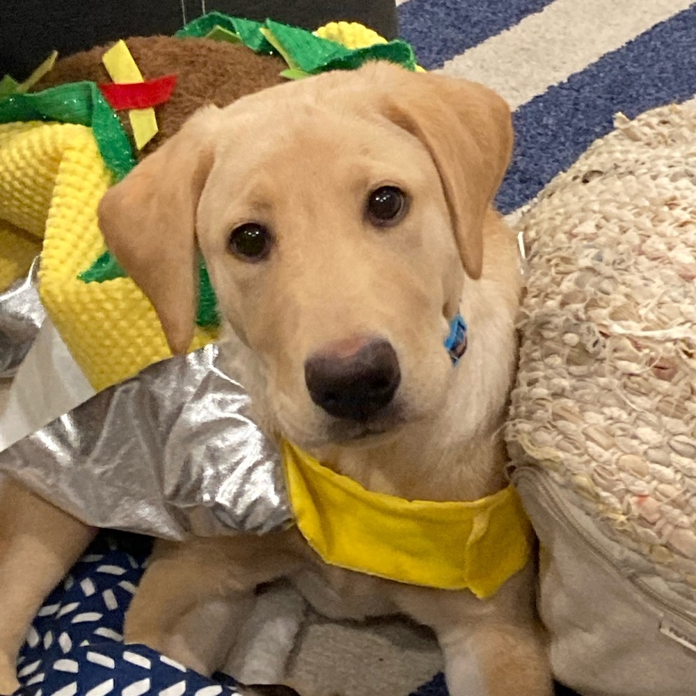 Meet your Posher, Anna lucia
